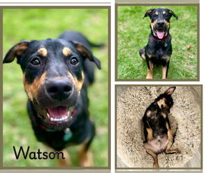 Shepradors Dogs for adoption in Pensacola, FL, USA