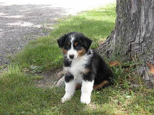 Australian Shepherd Puppy for sale in CLARE, MI, USA