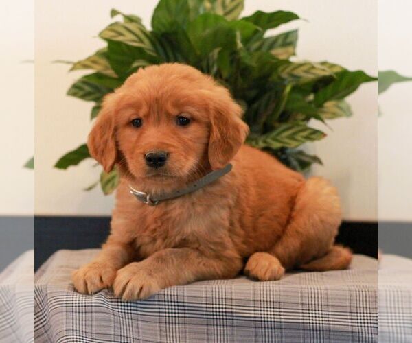 Medium Photo #4 Golden Retriever Puppy For Sale in LITITZ, PA, USA