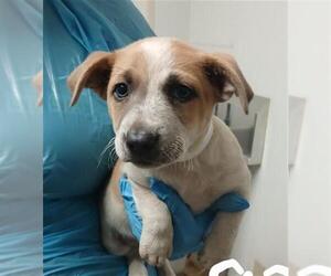 Australian Cattle Dog Dogs for adoption in Bakersfield, CA, USA