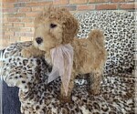 Puppy Coco Goldendoodle