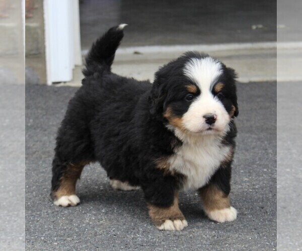 Medium Photo #5 Bernese Mountain Dog Puppy For Sale in EPHRATA, PA, USA
