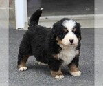 Small Photo #5 Bernese Mountain Dog Puppy For Sale in EPHRATA, PA, USA