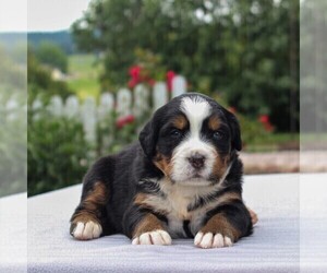 Bernese Mountain Dog Puppy for sale in NARVON, PA, USA