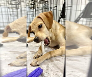 Paithsley - Female Chihuahua-Unknown Mix Dog for Adoption - Photo #3