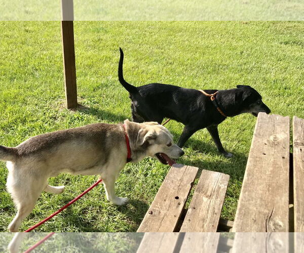 Medium Photo #4 Labsky Puppy For Sale in The Woodlands, TX, USA