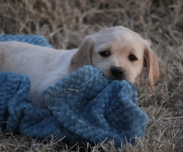 Medium Photo #1 Labradoodle-Labrador Retriever Mix Puppy For Sale in BUCKEYE, AZ, USA