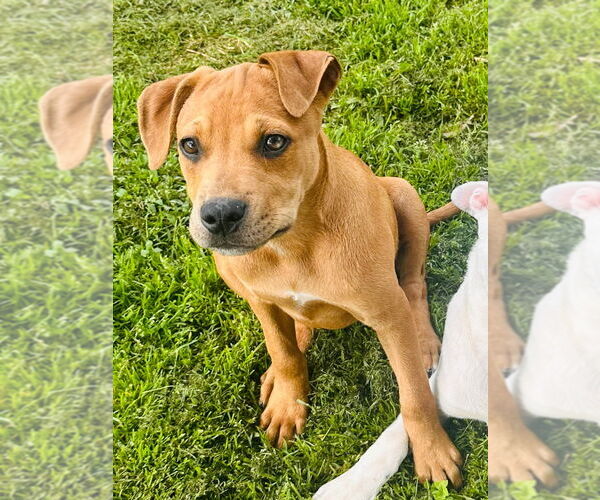 Medium Photo #7 American Pit Bull Terrier-Spaniel Mix Puppy For Sale in Claremore, OK, USA