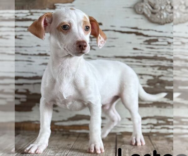 Medium Photo #1 Dachshund Puppy For Sale in Carrollton, TX, USA