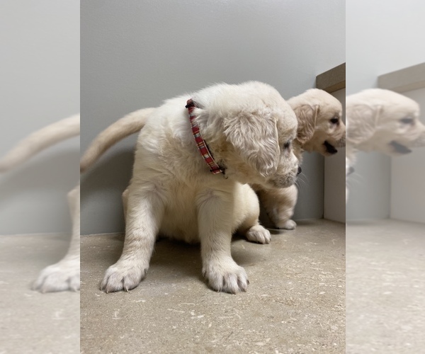 Medium Photo #10 Golden Retriever Puppy For Sale in PIEDMONT, SC, USA