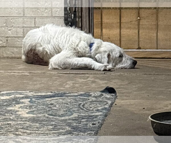 Medium Photo #10 Great Pyrenees-Unknown Mix Puppy For Sale in Houston, TX, USA