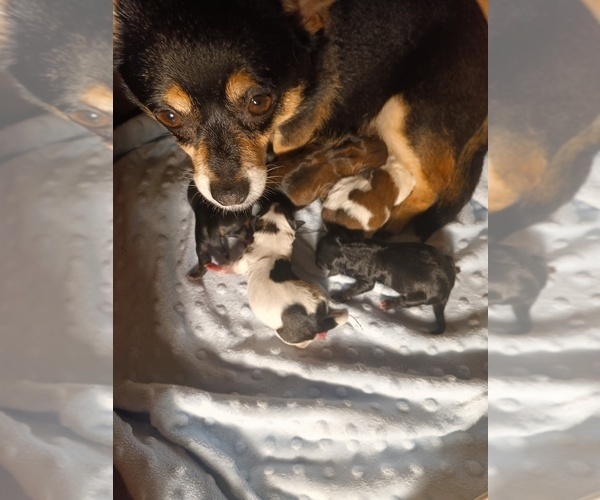 Medium Photo #1 Malchi Puppy For Sale in WOBURN, MA, USA