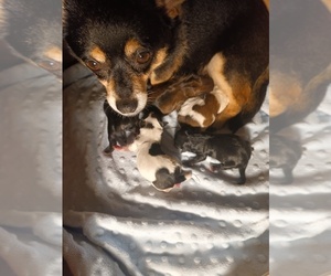Malchi Puppy for sale in WOBURN, MA, USA