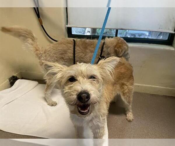 Medium Photo #1 Mutt Puppy For Sale in Pasadena, CA, USA