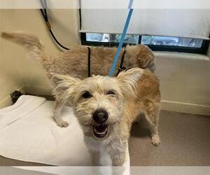 Mutt Dogs for adoption in Pasadena, CA, USA