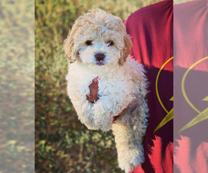 Maltipoo Puppy for sale in COOLIDGE, AZ, USA