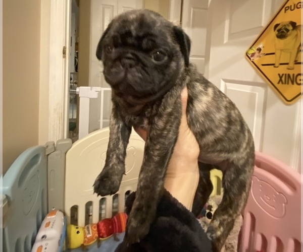 Medium Photo #4 Pug Puppy For Sale in CLEARWATER, FL, USA