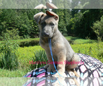 Small #1 German Shepherd Dog