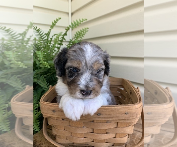 Medium Photo #2 Aussiedoodle Miniature  Puppy For Sale in KNOB NOSTER, MO, USA