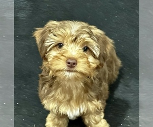 Morkie Puppy for sale in CASSVILLE, MO, USA