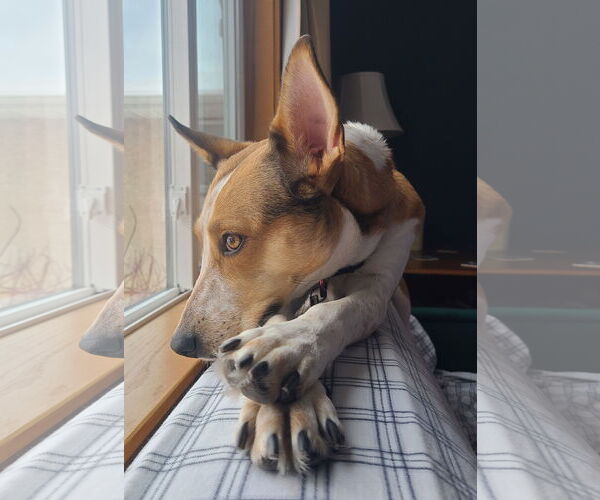 Medium Photo #2 Basenji-Unknown Mix Puppy For Sale in Minneapolis, MN, USA