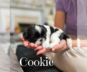 Shih Tzu Puppy for sale in SUGAR HILL, GA, USA