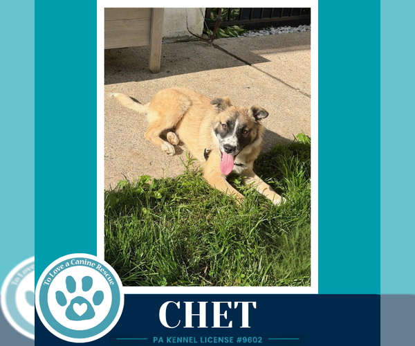 Medium Photo #1 Anatolian Shepherd-Unknown Mix Puppy For Sale in Kimberton, PA, USA