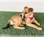 Small Photo #2 Mutt Puppy For Sale in San Diego, CA, USA