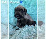 Puppy Moose Schnauzer (Giant)