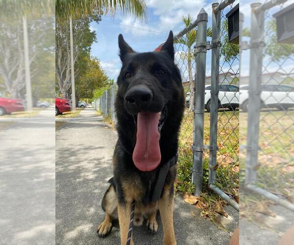 Medium Photo #1 German Shepherd Dog Puppy For Sale in MIAMI, FL, USA