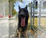 Small Photo #1 German Shepherd Dog Puppy For Sale in MIAMI, FL, USA