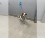 Small Pointer Mix