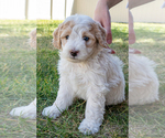 Small #2 Bernedoodle (Miniature)