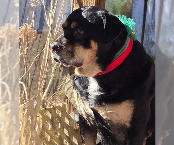 Medium Photo #6 Rottweiler-Unknown Mix Puppy For Sale in Holly Springs, NC, USA