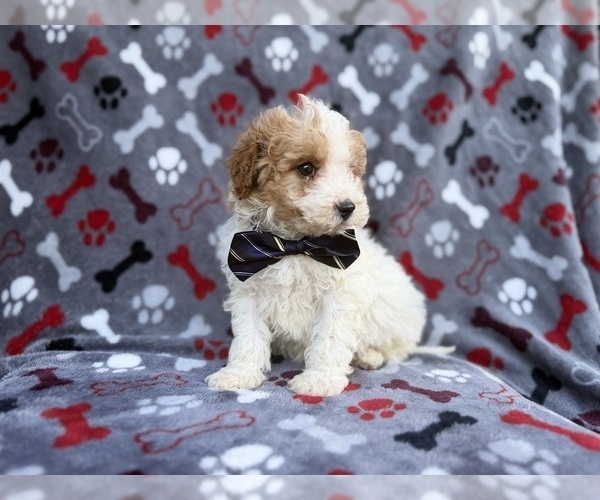 Medium Photo #6 Cavapoo (Miniature) Puppy For Sale in LAKELAND, FL, USA