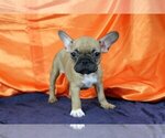 Small Photo #2 French Bulldog Puppy For Sale in HOLLYWOOD, FL, USA