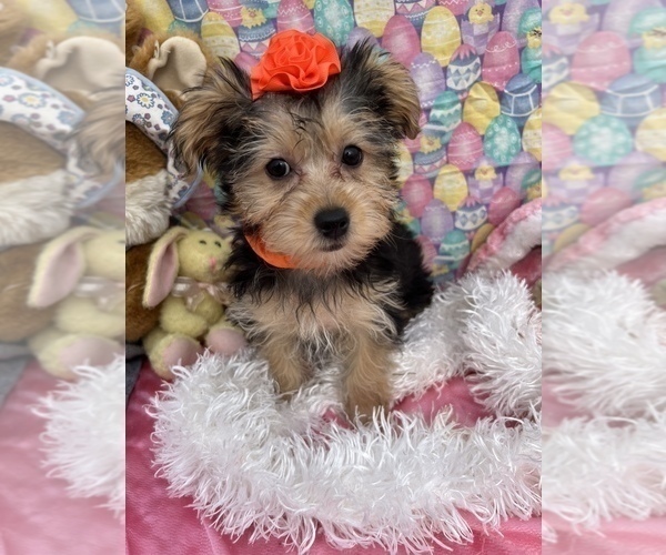 Medium Photo #10 YorkiePoo Puppy For Sale in BOLINGBROOK, IL, USA