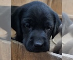 Puppy Puppy 1 Labrador Retriever