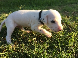 Dalmatian Puppy for sale in GARBER, OK, USA