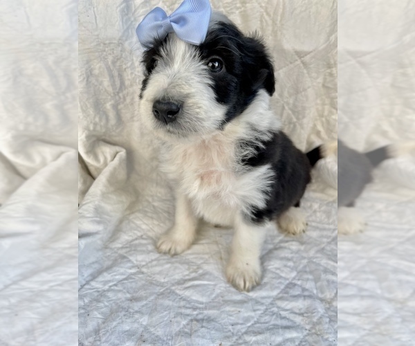 Medium Photo #7 Aussiedoodle Puppy For Sale in AMBROSE, GA, USA