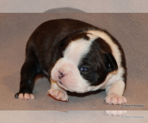 Medium Photo #12 Boston Terrier Puppy For Sale in WINNSBORO, TX, USA