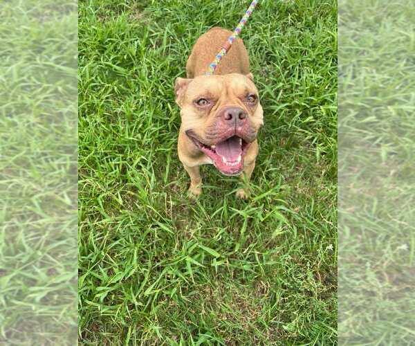 Medium Photo #2 Mutt Puppy For Sale in Abbeville, LA, USA