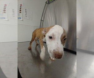Mastiff Dogs for adoption in Fort Lauderdale, FL, USA