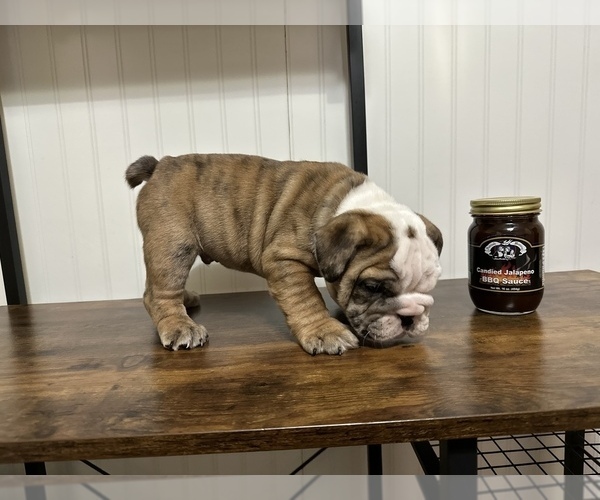 Medium Photo #6 English Bulldog Puppy For Sale in Shelbyville, IL, USA