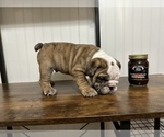 Small Photo #6 English Bulldog Puppy For Sale in Shelbyville, IL, USA