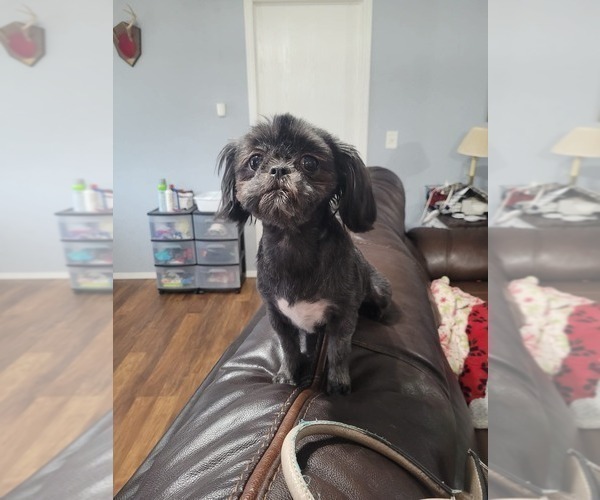 Medium Photo #1 ShihPoo Puppy For Sale in MOUNT OLIVE, NC, USA