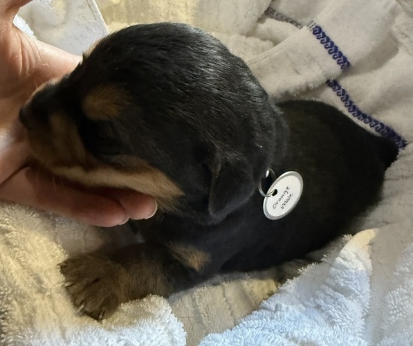Medium Photo #8 Bernese Mountain Dog-Unknown Mix Puppy For Sale in KIRKSVILLE, MO, USA