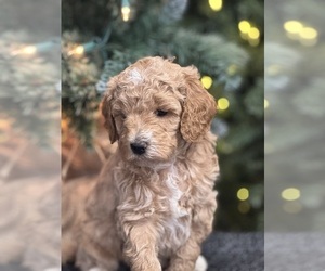 Medium Goldendoodle