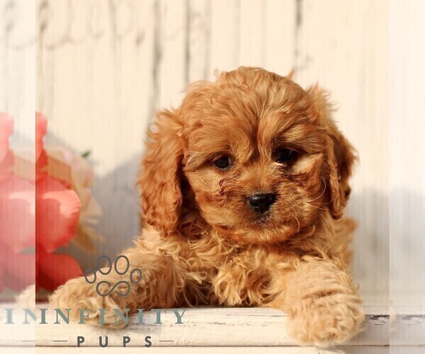 Medium Photo #5 Cavapoo (Miniature) Puppy For Sale in NEW HOLLAND, PA, USA