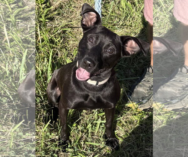 Medium Photo #2 Mutt Puppy For Sale in Rootstown, OH, USA